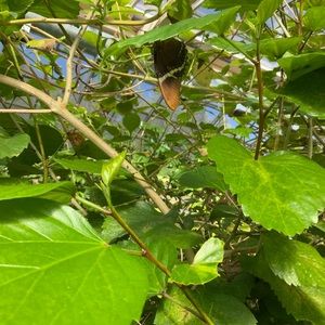 Meet your Posher, Ali